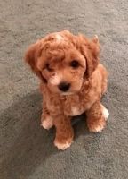Cockapoo Puppies for sale in Corvallis, OR, USA. price: NA