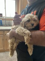 Cockapoo Puppies for sale in Manalapan Township, NJ, USA. price: NA