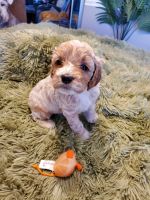 Cockapoo Puppies for sale in Sterling, VA, USA. price: NA
