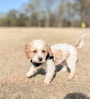 Cockapoo Puppies for sale in Powder Springs, GA, USA. price: NA