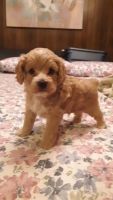 Cockapoo Puppies for sale in Hickory, NC, USA. price: NA