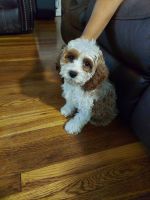Cockapoo Puppies for sale in Freeport, NY, USA. price: NA