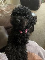 Cockapoo Puppies for sale in Middle River, MD, USA. price: NA