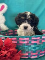 Cockapoo Puppies for sale in Paul, ID 83347, USA. price: NA