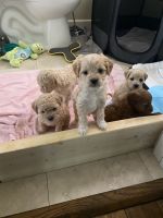 Cockapoo Puppies Photos