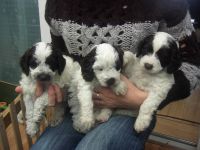 Cockapoo Puppies for sale in N Pole Ln, Riverside, CA 92503, USA. price: NA