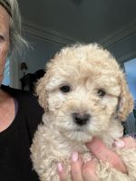 Cockapoo Puppies for sale in Tujunga, Los Angeles, CA, USA. price: NA