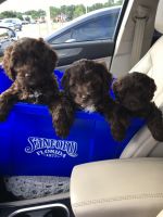Cockapoo Puppies for sale in Sanford, FL, USA. price: NA