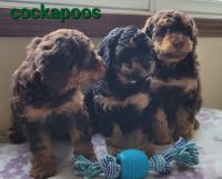 Cockapoo Puppies for sale in Newaygo, MI 49337, USA. price: NA