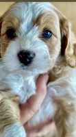 Cockapoo Puppies for sale in 18 E Linn Rd, Bluffton, IN 46714, USA. price: NA