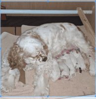 Cockapoo Puppies for sale in Decatur, IN 46733, USA. price: NA