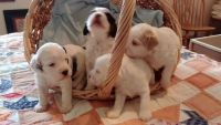 Cockapoo Puppies Photos