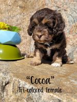 Cockapoo Puppies for sale in Northfield, MN 55057, USA. price: NA