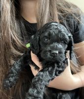 Cockapoo Puppies for sale in Kansas City, MO, USA. price: NA
