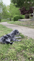 Cockapoo Puppies for sale in Madisonville, KY 42431, USA. price: NA