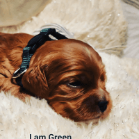 Cockapoo Puppies for sale in Sandy Hook, Newtown, CT, USA. price: NA