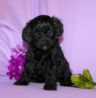 Cockapoo Puppies for sale in Klingerstown, PA, USA. price: NA