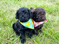 Cockapoo Puppies for sale in Denver, NC, USA. price: NA