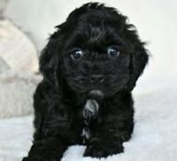 Cockapoo Puppies for sale in Riverview, FL, USA. price: NA