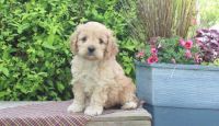 Cockapoo Puppies for sale in Brooklyn Center, MN 55429, USA. price: NA