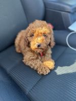 Cockapoo Puppies for sale in Central Jersey, NJ, USA. price: NA