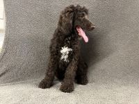 Cockapoo Puppies for sale in Chetek, WI 54728, USA. price: NA
