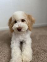 Cockapoo Puppies for sale in Merced, CA, USA. price: NA