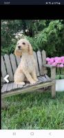 Cockapoo Puppies for sale in Kendallville, IN 46755, USA. price: NA