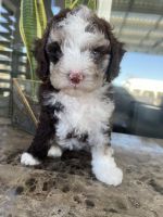 Cockapoo Puppies for sale in San Martin, CA 95046, USA. price: NA