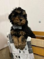 Cockapoo Puppies for sale in Riverside, CA, USA. price: NA