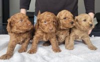 Cockapoo Puppies for sale in Dascomb Rd, Andover, MA 01810, USA. price: NA
