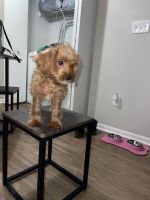Cockapoo Puppies for sale in Columbus, OH, USA. price: NA