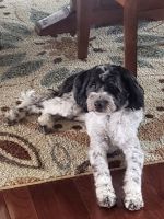 Cockapoo Puppies for sale in Wake Forest, NC 27587, USA. price: NA