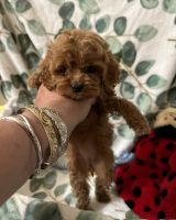 Cockapoo Puppies for sale in Los Angeles, CA, USA. price: $1,500