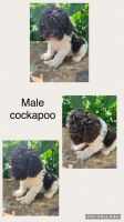 Cockapoo Puppies for sale in Salisbury, NC, USA. price: $600