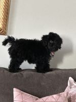 Cockapoo Puppies for sale in Bethesda, MD, USA. price: $1,450