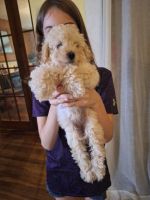 Cockapoo Puppies for sale in Mooresville, IN, USA. price: $295