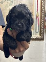 Cockapoo Puppies for sale in Webster, MA 01570, USA. price: $1,500