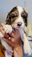 Cockapoo Puppies for sale in Midlothian, VA, USA. price: $980