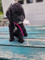 Cockapoo Puppies for sale in Canajoharie, NY, USA. price: $1,200