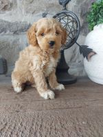 Cockapoo Puppies for sale in London, ON, Canada. price: $700