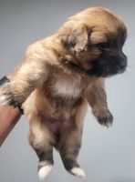Cockapoo Puppies for sale in Carteret, NJ, USA. price: $700