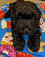 Cockapoo Puppies for sale in Clarksville, TN 37040, USA. price: NA
