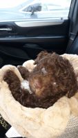 Cockapoo Puppies for sale in Kelso, WA, USA. price: $650