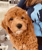 Cockapoo Puppies for sale in McKinney, TX, USA. price: $1,500