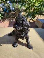 Cockapoo Puppies for sale in Yucca Valley, CA 92284, USA. price: NA