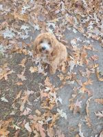 Cockapoo Puppies for sale in Buford, GA, USA. price: $500