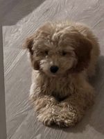 Cockapoo Puppies for sale in Woodcliff Lake, NJ, USA. price: $3,500