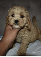 Cockapoo Puppies for sale in Gilroy, CA 95020, USA. price: $1,500