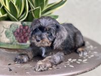 Cockapoo Puppies for sale in Naples, Florida. price: $1,800